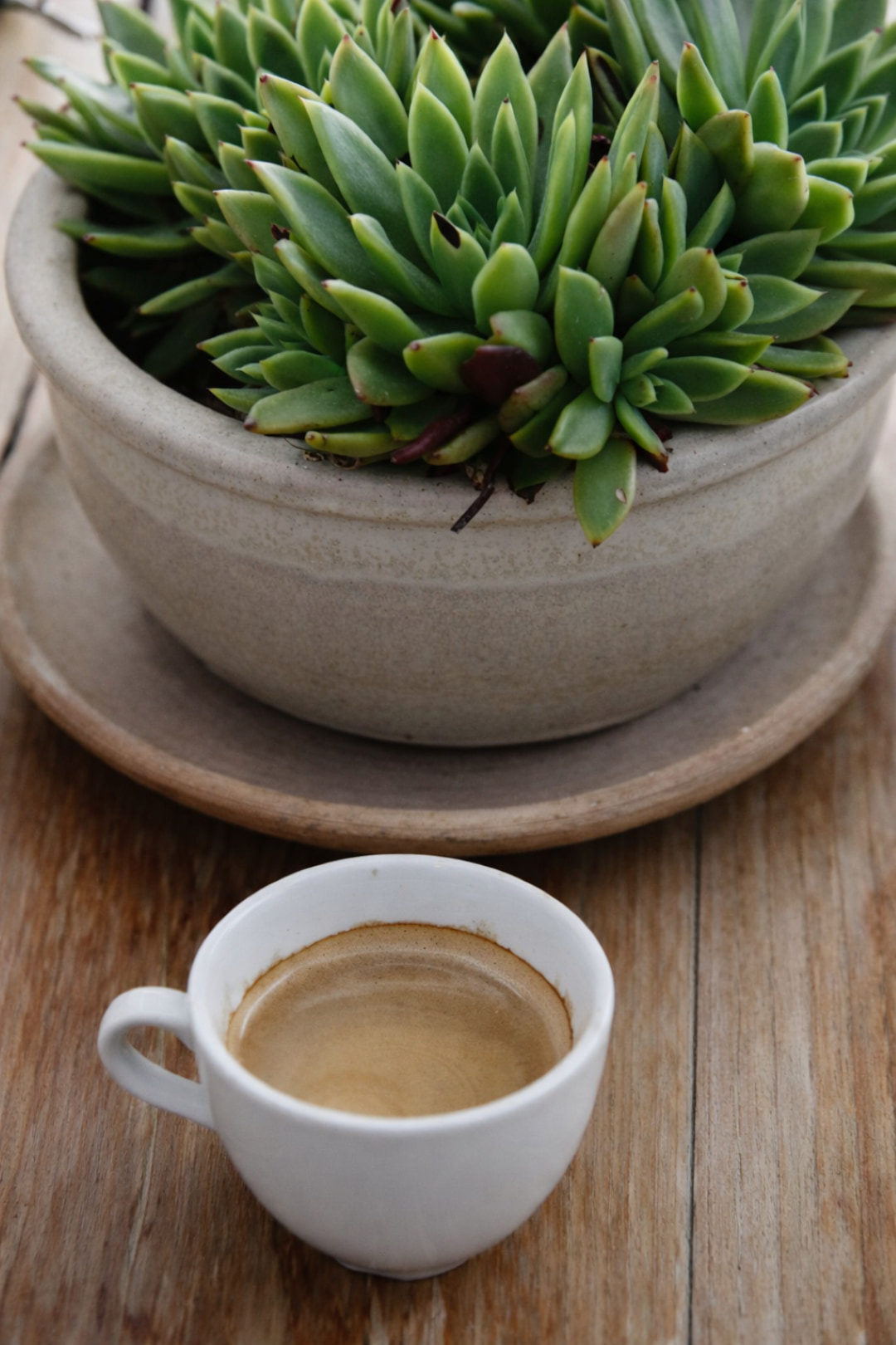 Morning coffee beside Mediterranean plant on wooden terrace table